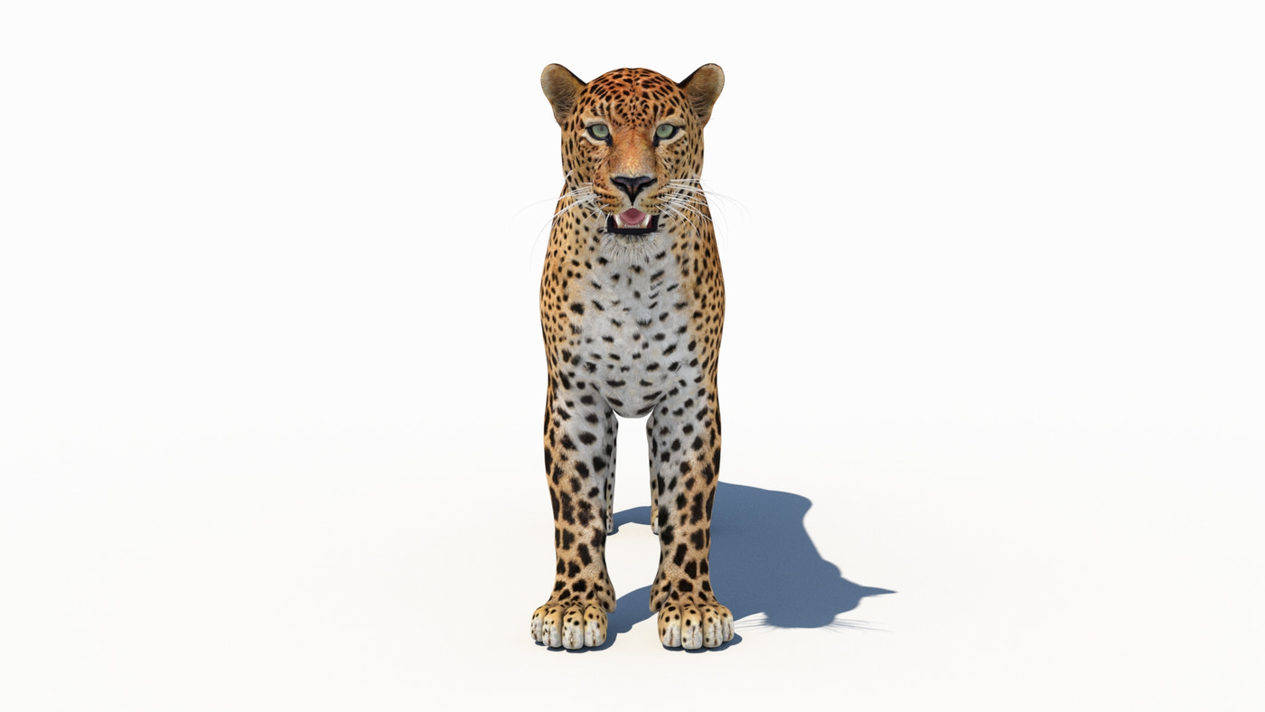 Amur Leopard 3D Model - 360 Degree View