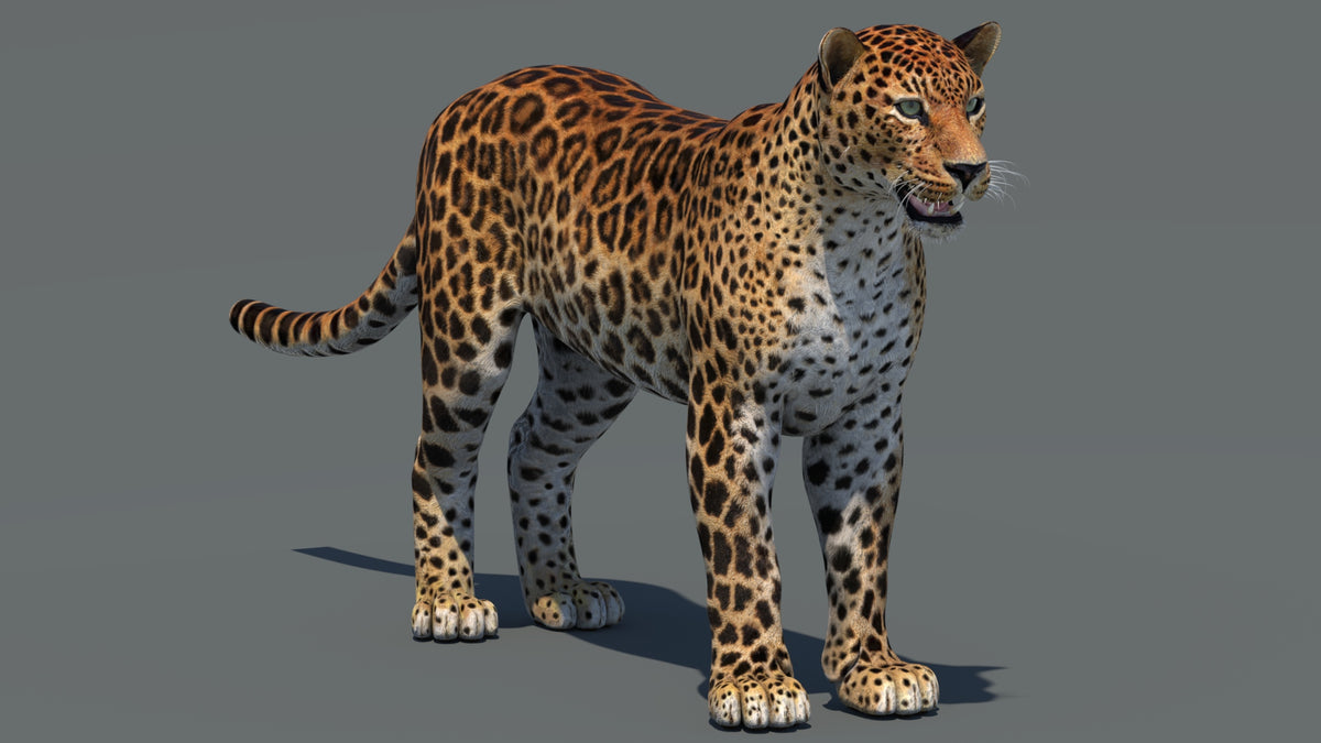 Realistic Amur Leopard 3D Model for Download