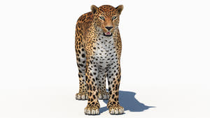 Realistic Amur Leopard 3D Model for Download Thumbnail