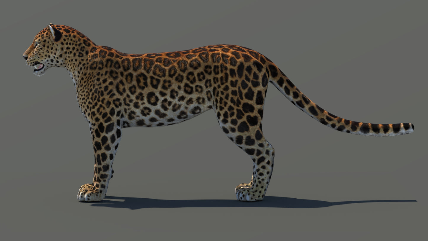 3D rendered of Amur leopard on a gray background