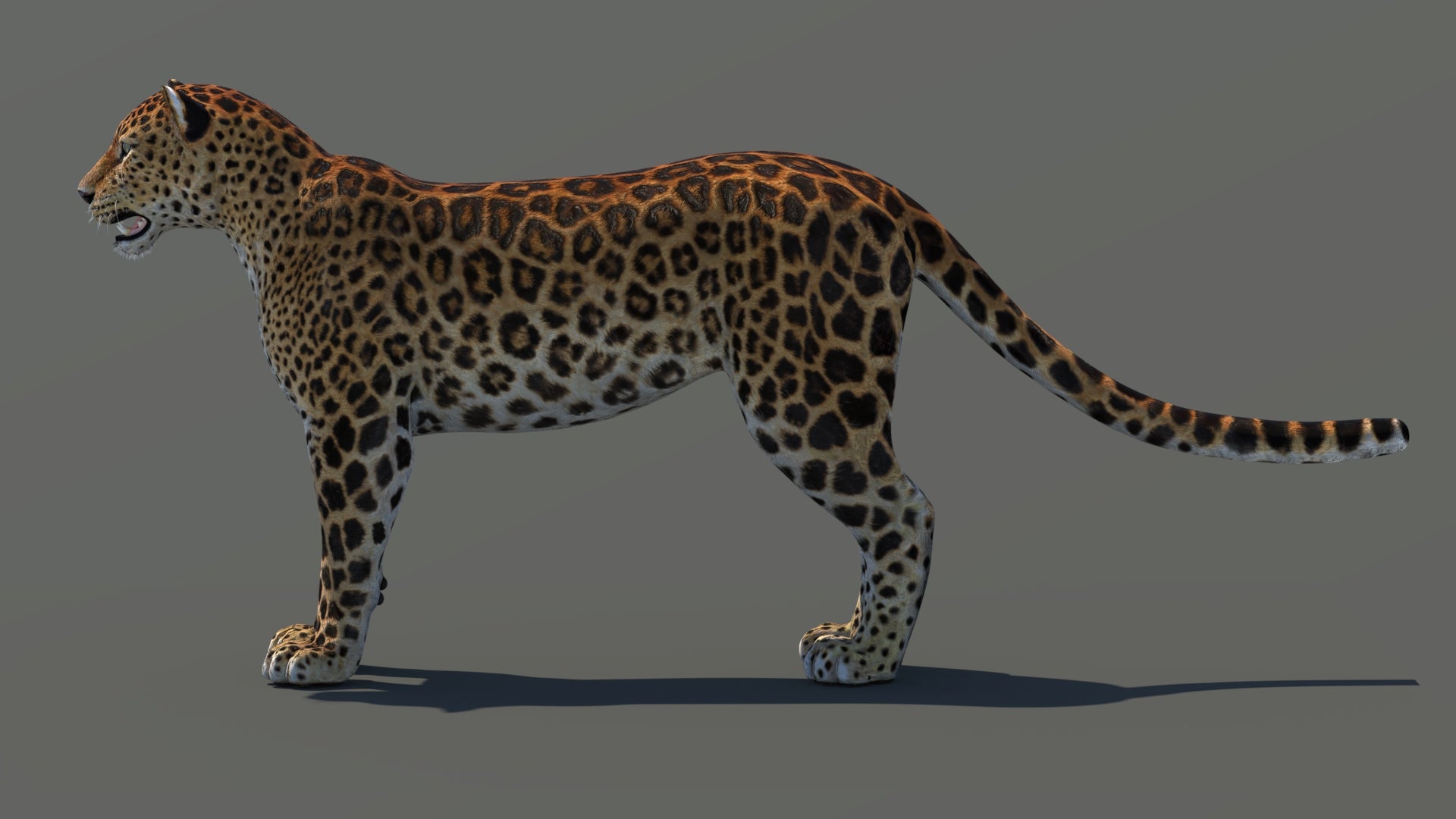 3D rendered of Amur leopard on a gray background