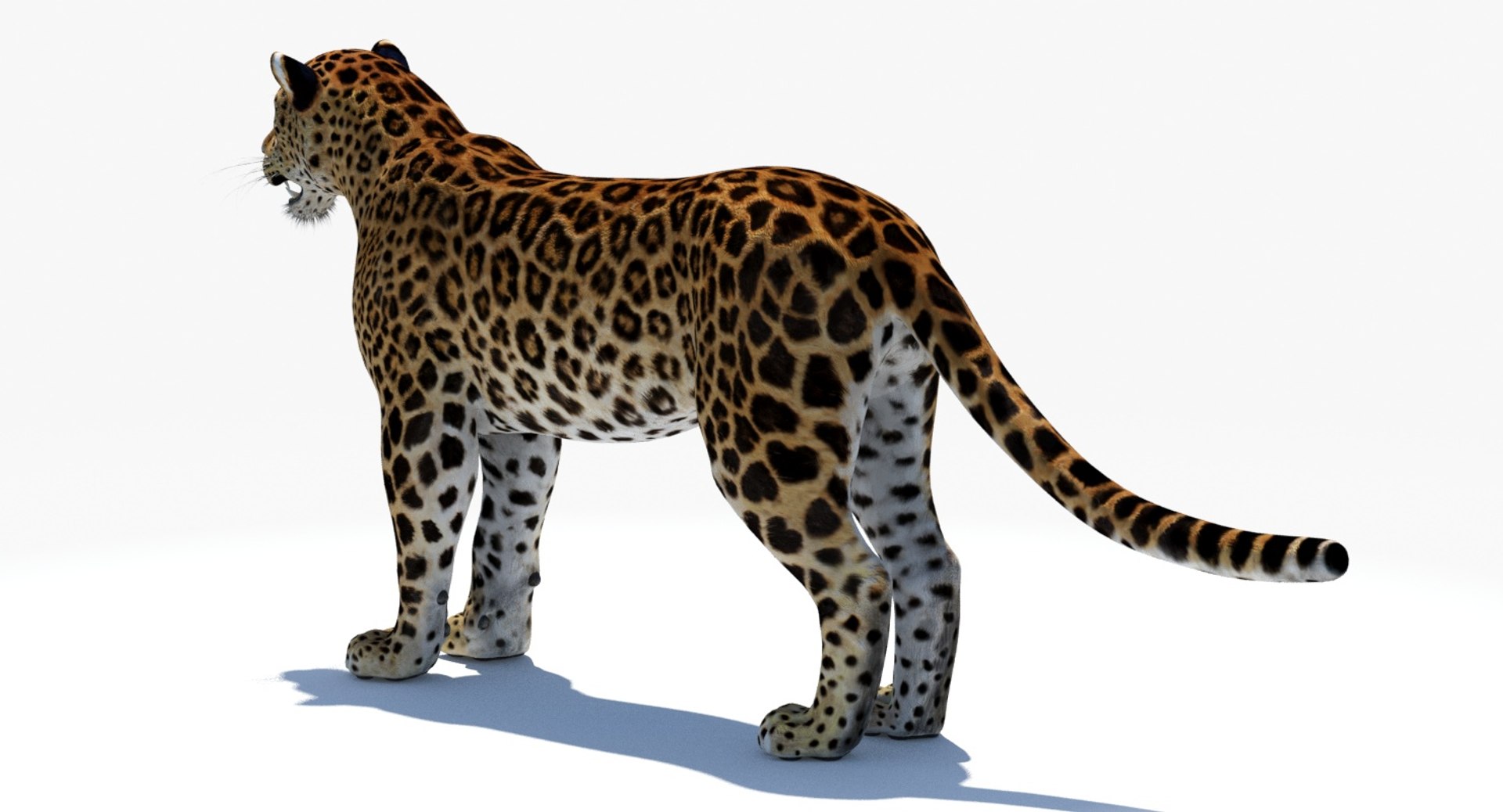Amur Leopard 3D Model for Download