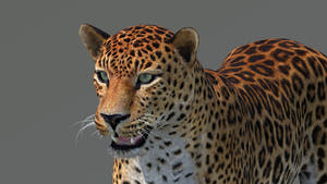 Lifelike Amur Leopard 3D Model - Head Close Up View Thumbnail