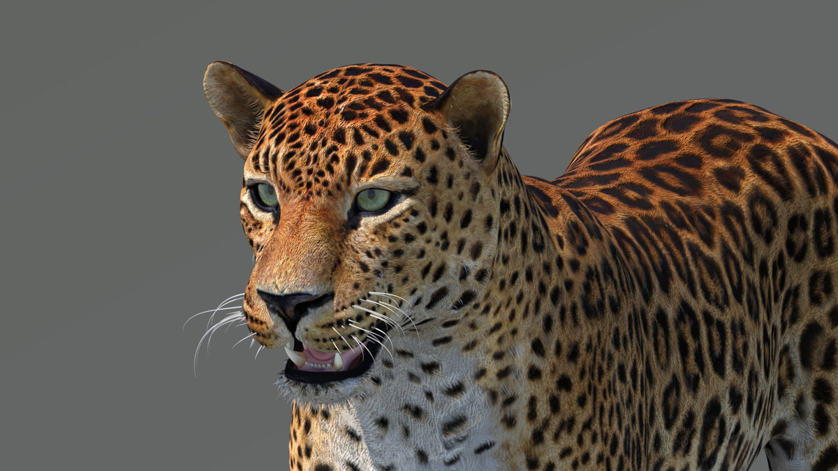 Lifelike Amur Leopard 3D Model - Head Close Up View