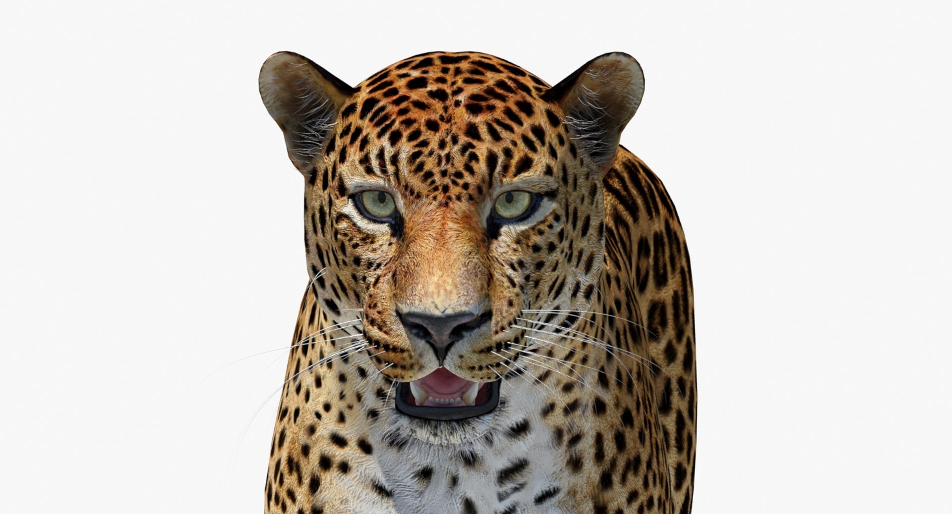 Lifelike Amur Leopard 3D Model - Head Close Up View