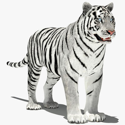 Tiger Amur White 3D Model