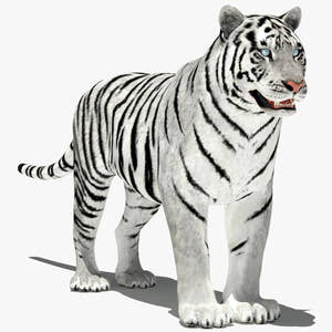 Amur White Tiger 3D Model Thumbnail