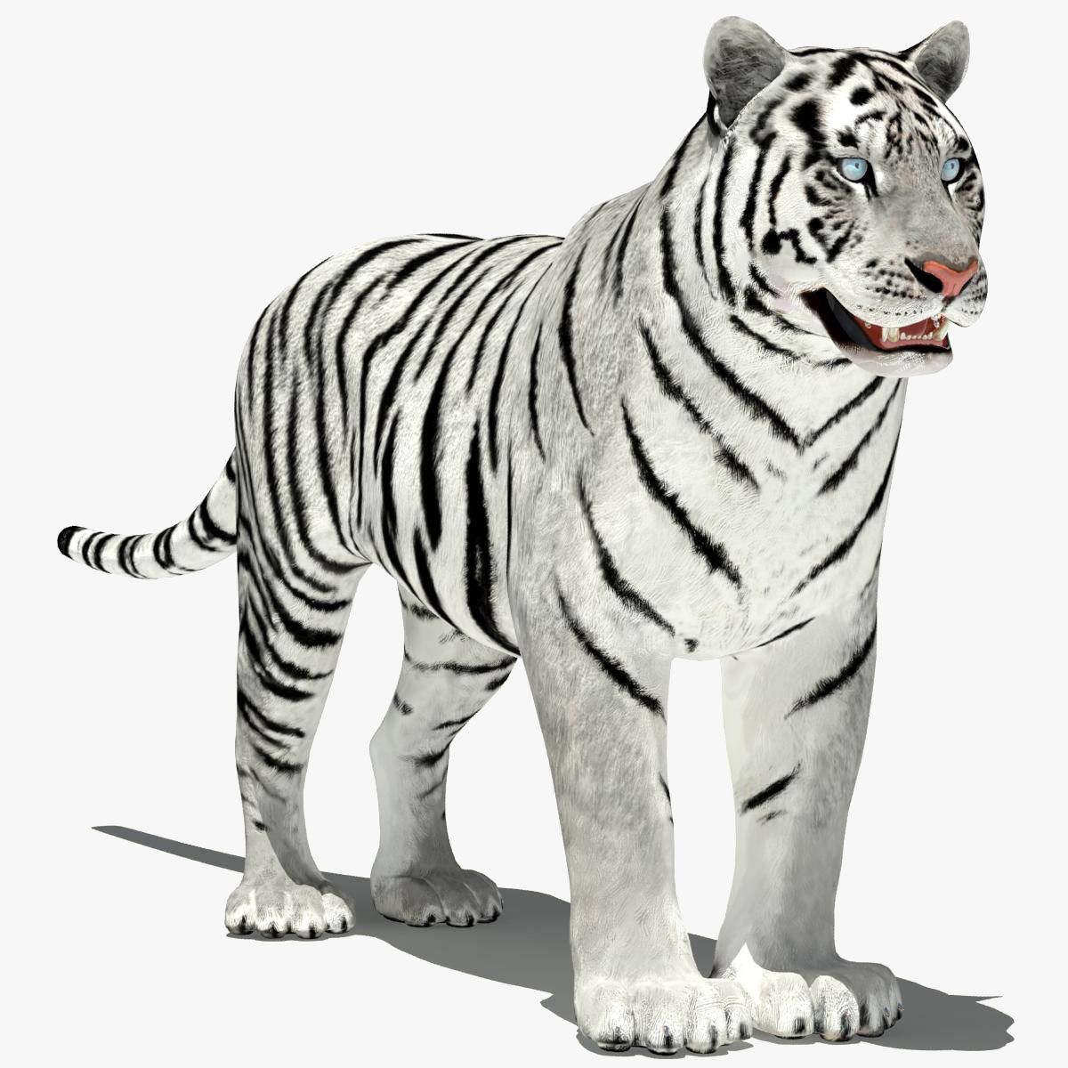 Amur White Tiger 3D Model