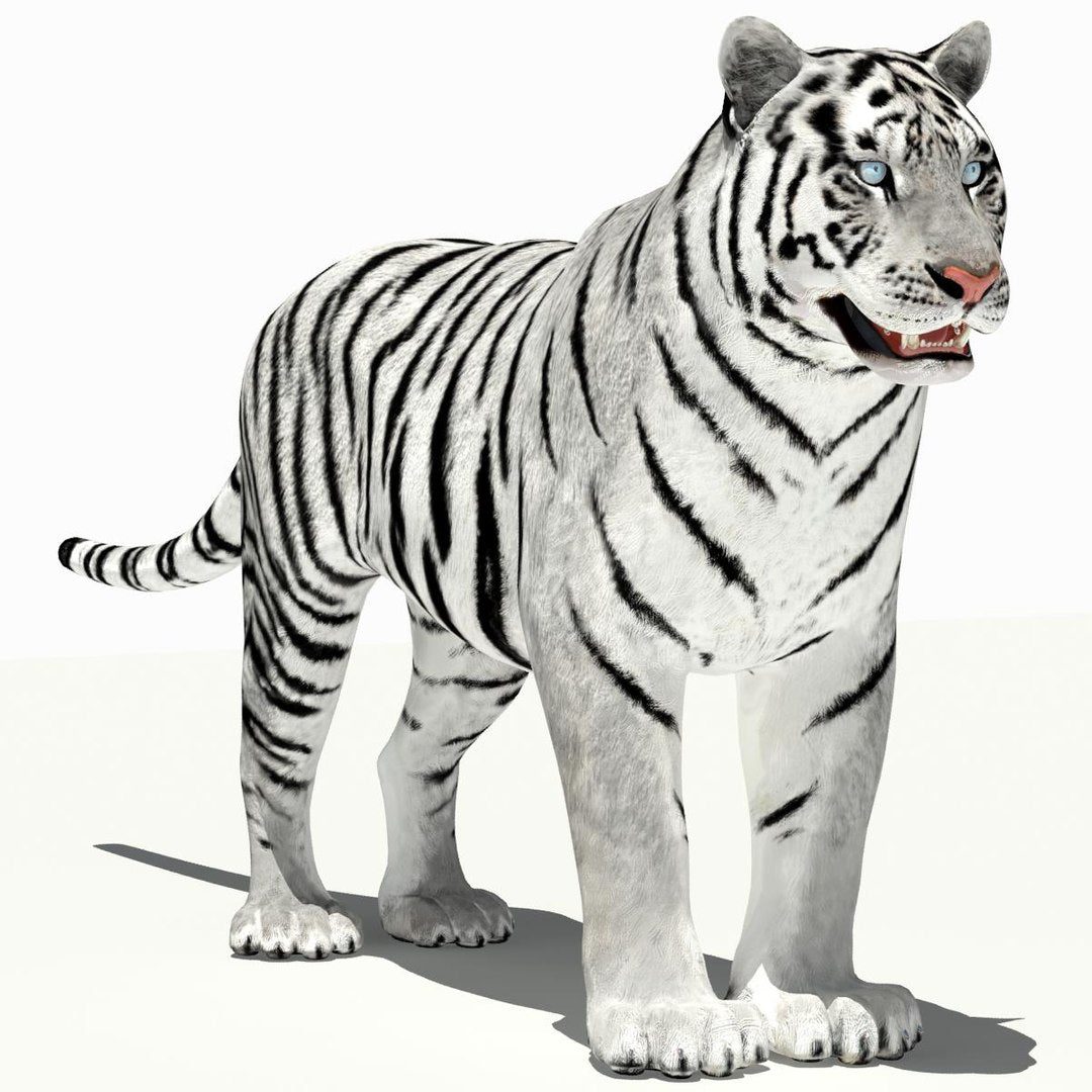 Amur White Tiger 3D Model for Download