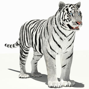 Amur White Tiger 3D Model for Download Thumbnail