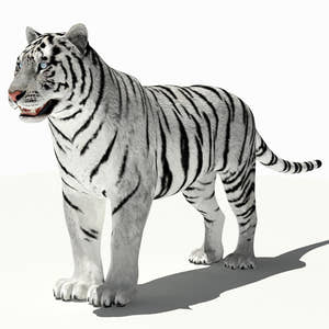 Amur White Tiger 3D Model for Game Thumbnail
