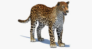 Big Cats 05 3D Model Thumbnail
