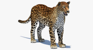Big Cats 05 3D Model Thumbnail