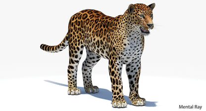 Big Cats 04 3D Model