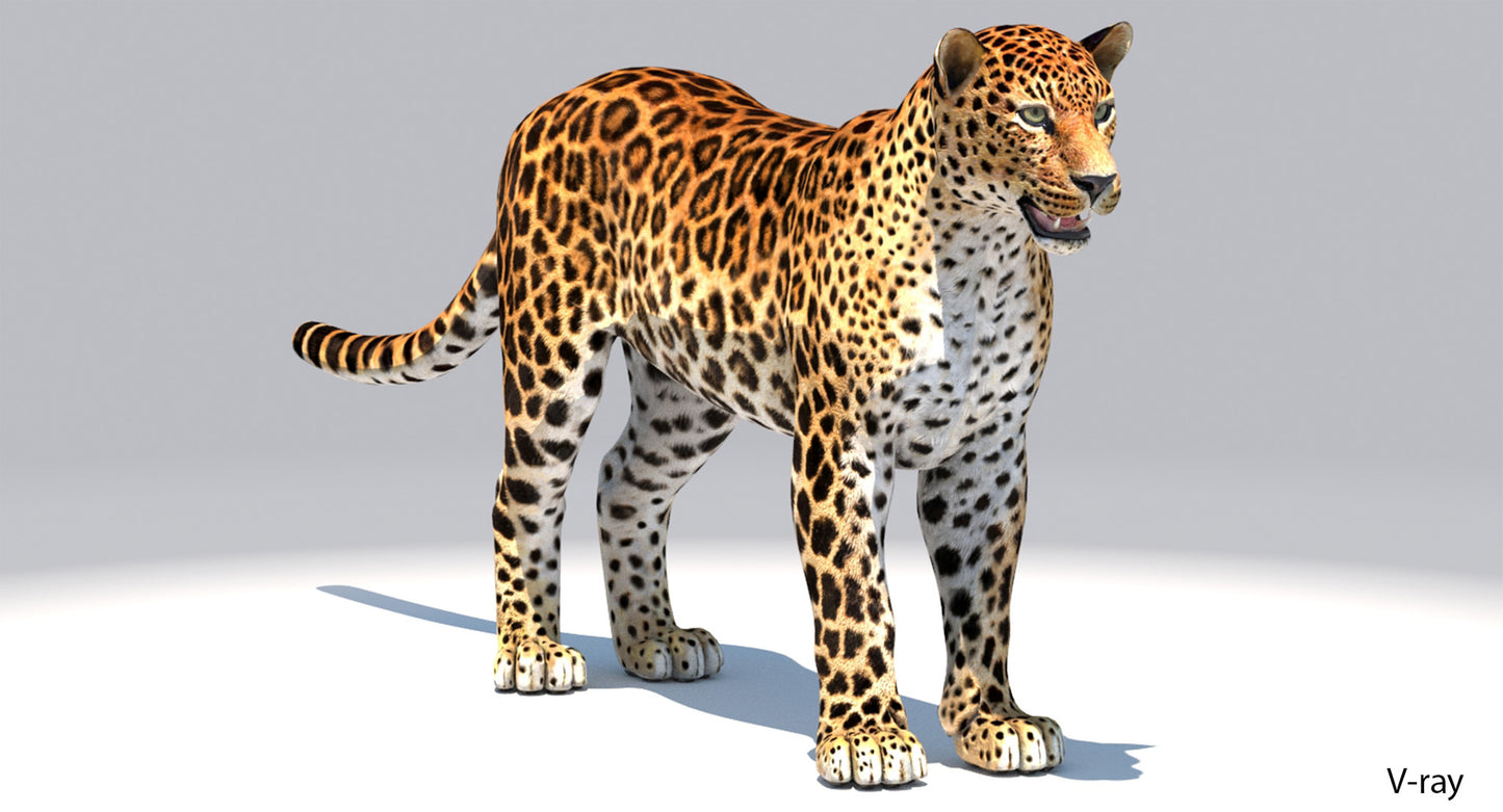 Big Cats 04 3D Model