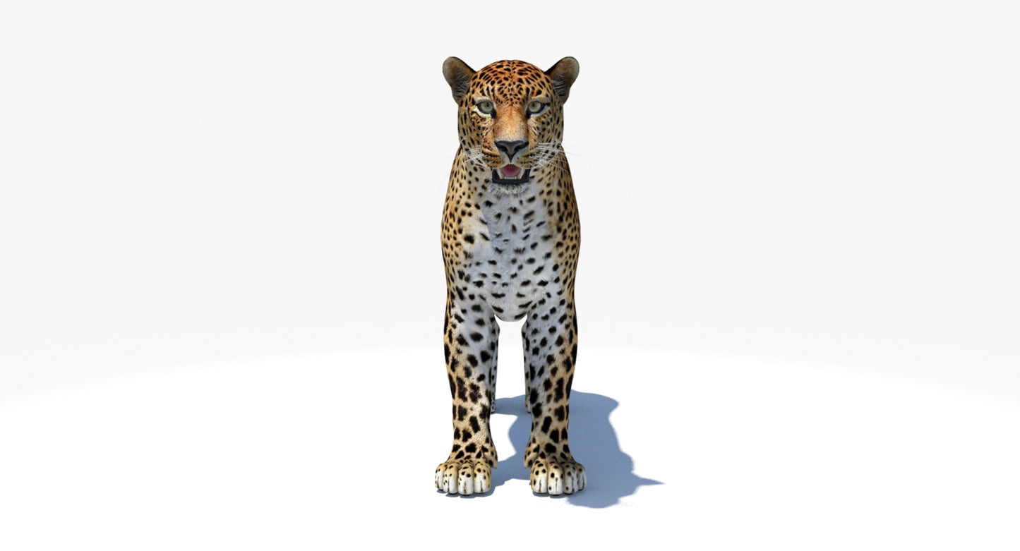 Big Cats 04 3D Model