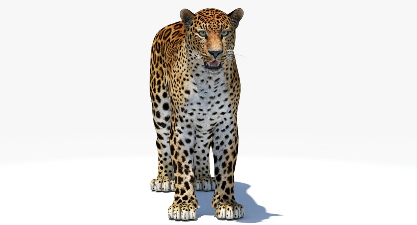 Big Cats 04 3D Model