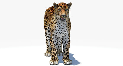 Big Cats 04 3D Model