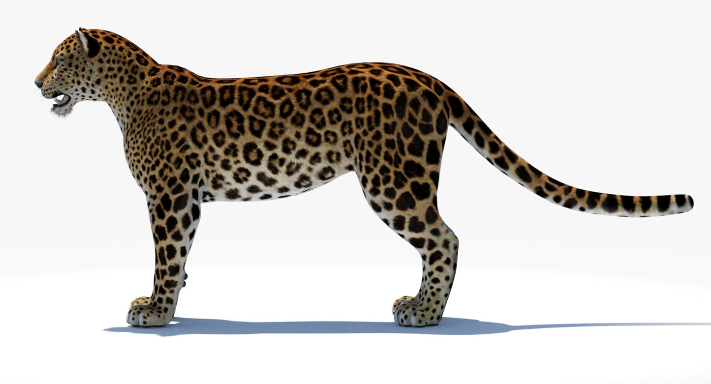 Big Cats 04 3D Model