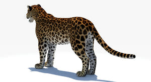 Big Cats 05 3D Model Thumbnail