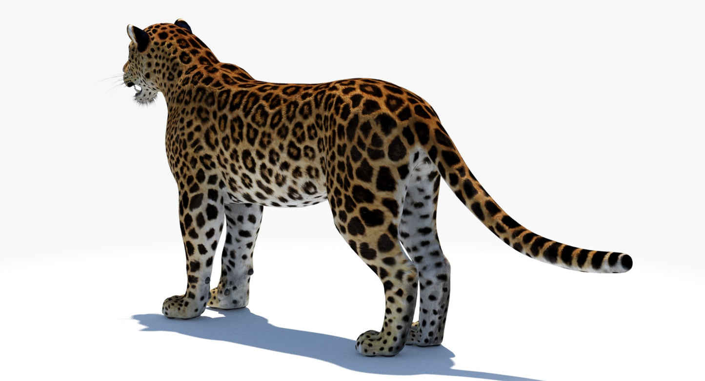 Big Cats 04 3D Model