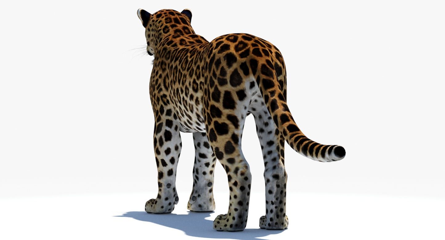 Big Cats 04 3D Model