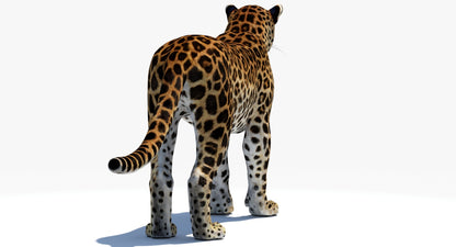 Big Cats 04 3D Model