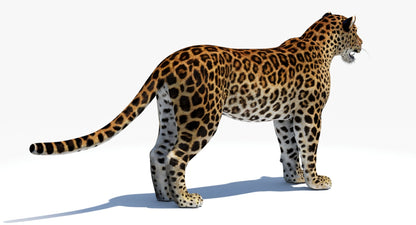 Big Cats 04 3D Model