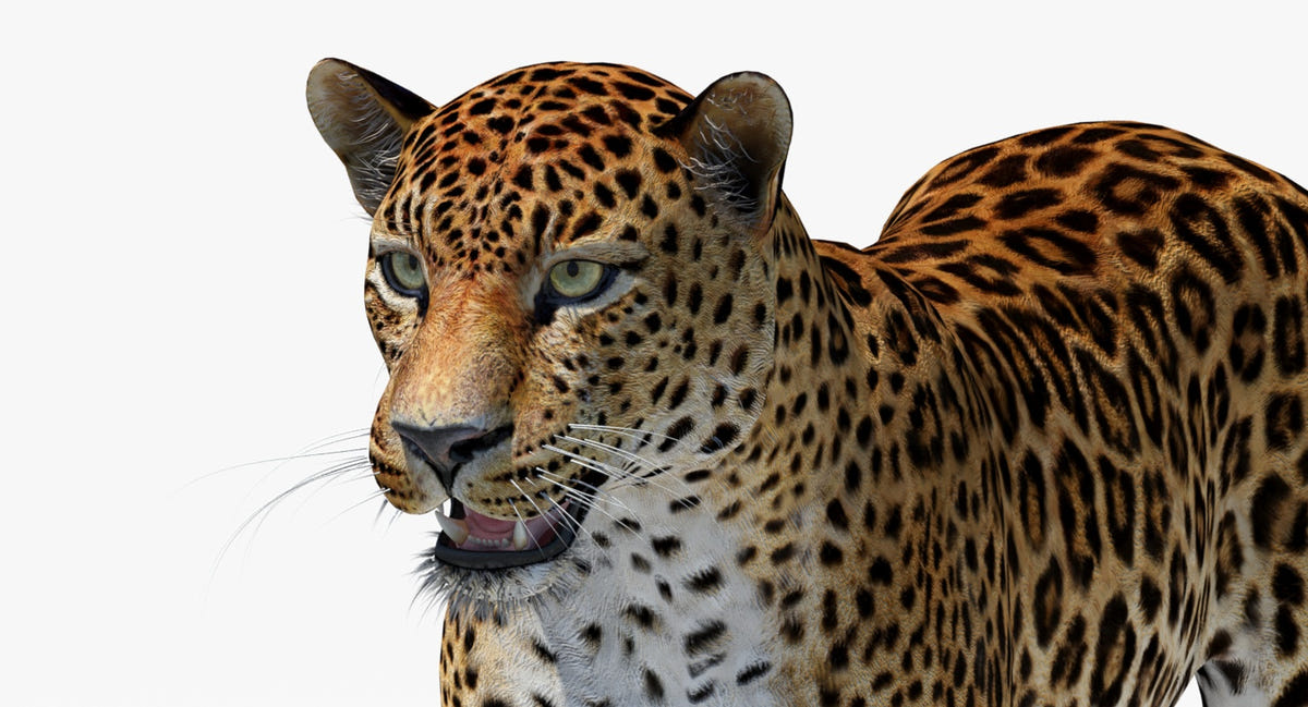 Big Cats 05 3D Model