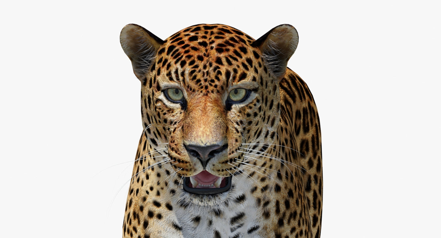 Big Cats 04 3D Model