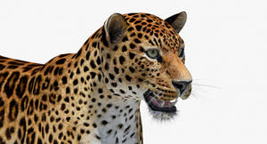 Big Cats 05 3D Model Thumbnail