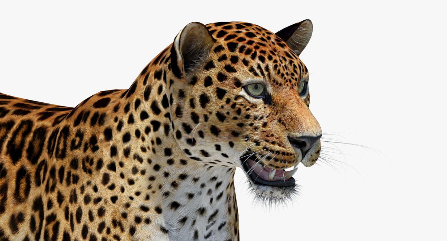 Big Cats 04 3D Model