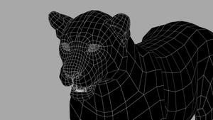 Amur Leopard 3D Model Close Up: Wireframe View - Subdivision Level 0 Thumbnail
