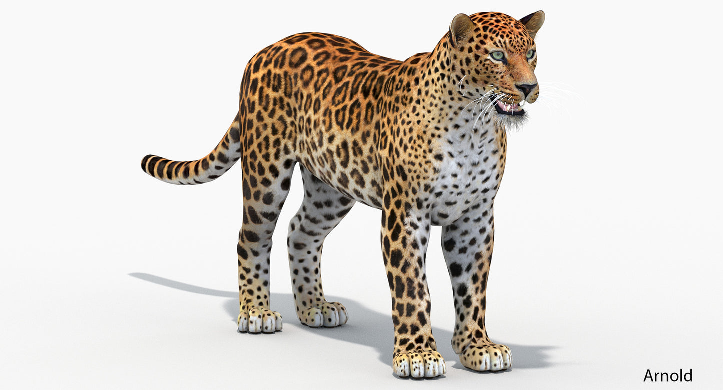 Big Cats 04 3D Model