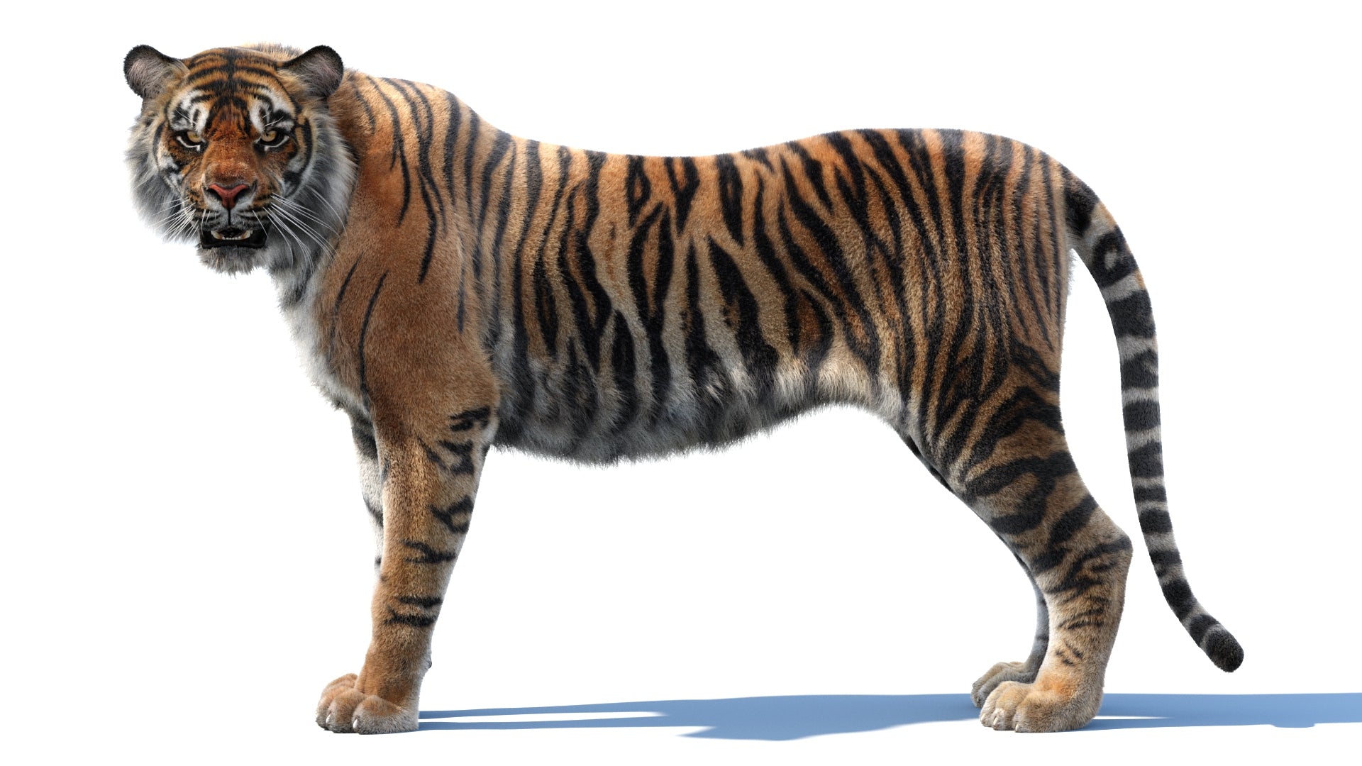 Angry Tiger 3D Model with Realistic Fur, Side View Rendered in 3ds Max Arnold