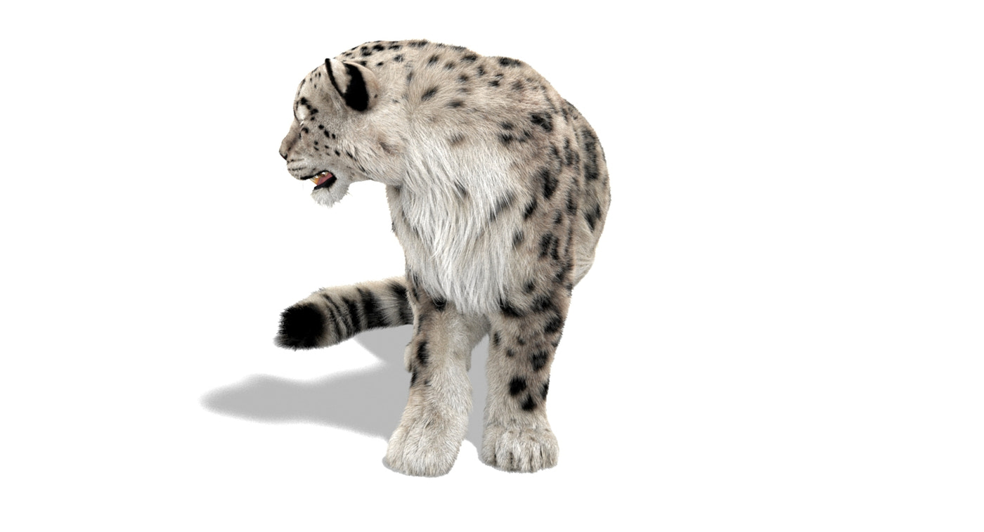 Animated Snow Leopard 3D Model Ornatrix Fur - 360 Degree View