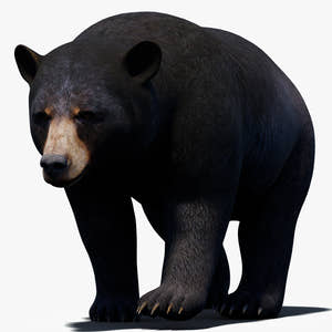 Animated Black Bear 3D Model for Download Thumbnail