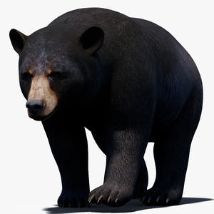 Animated Black Bear 3D Model for Download Thumbnail