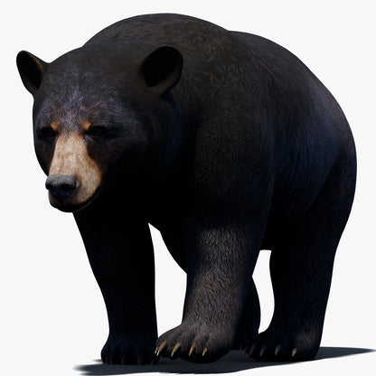 Animated Black Bear 3D Model for Download