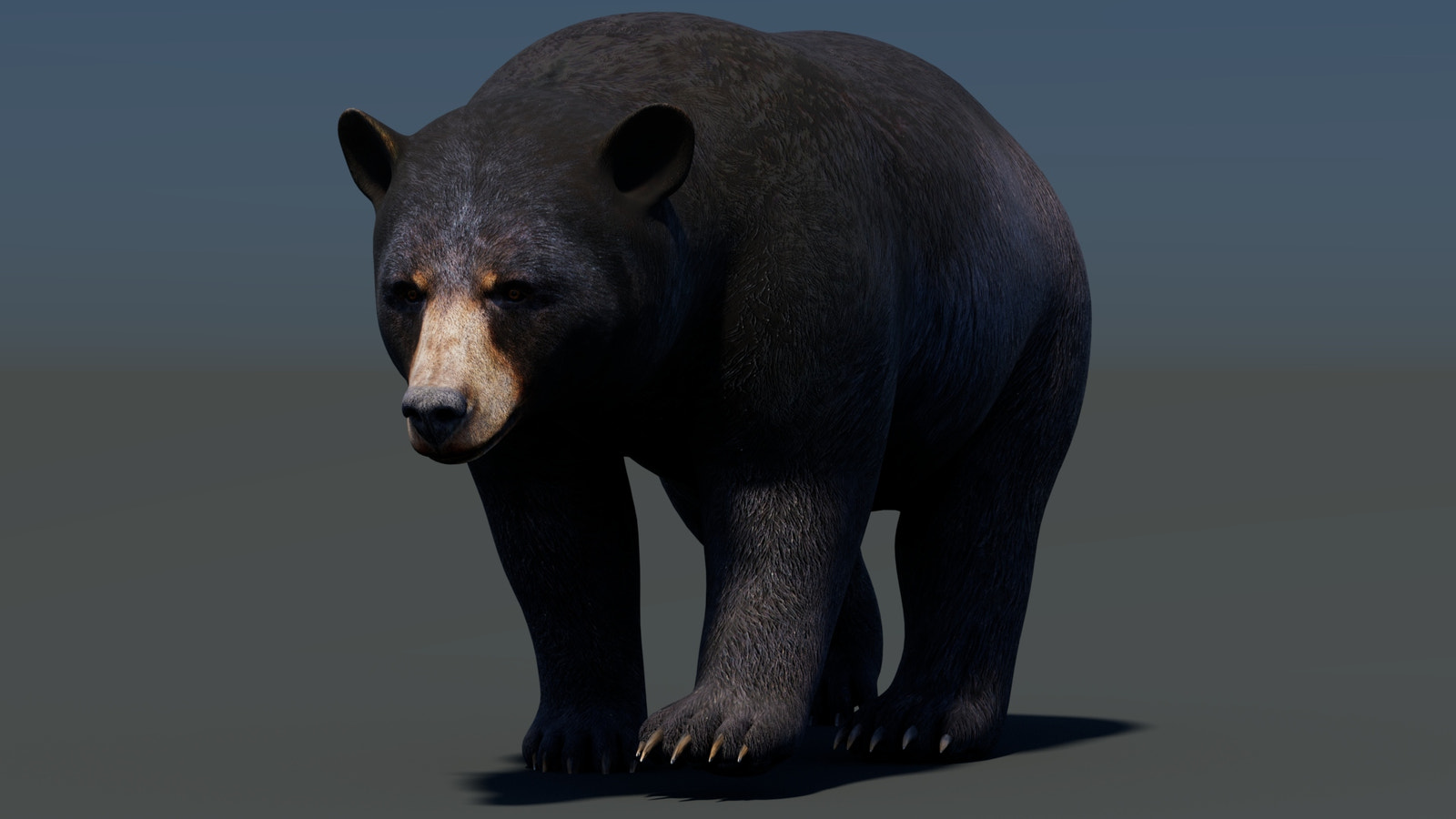 Animated Black Bear 3D Model for Download