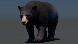 Animated Black Bear 3D Model for Download Thumbnail