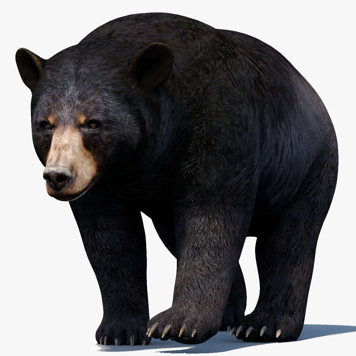 Animated Black Bear 3D Model for Download