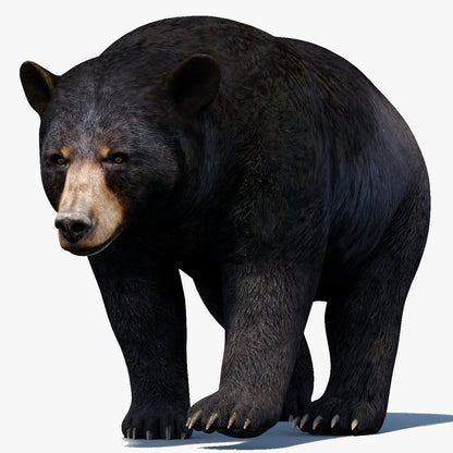 Animated Black Bear 3D Model for Download