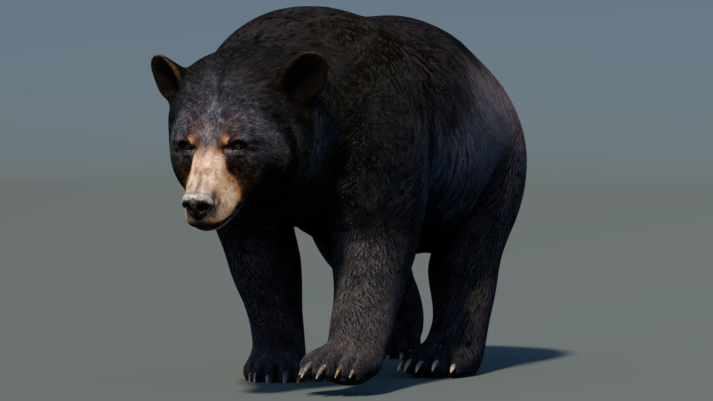 Animated Black Bear 3D Model for Download