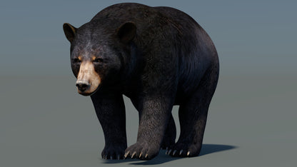 Animated Black Bear 3D Model for Download