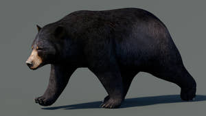 Animated Black Bear 3D Model for Download Thumbnail