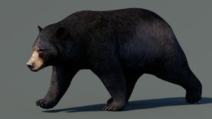 Animated Black Bear 3D Model for Download Thumbnail