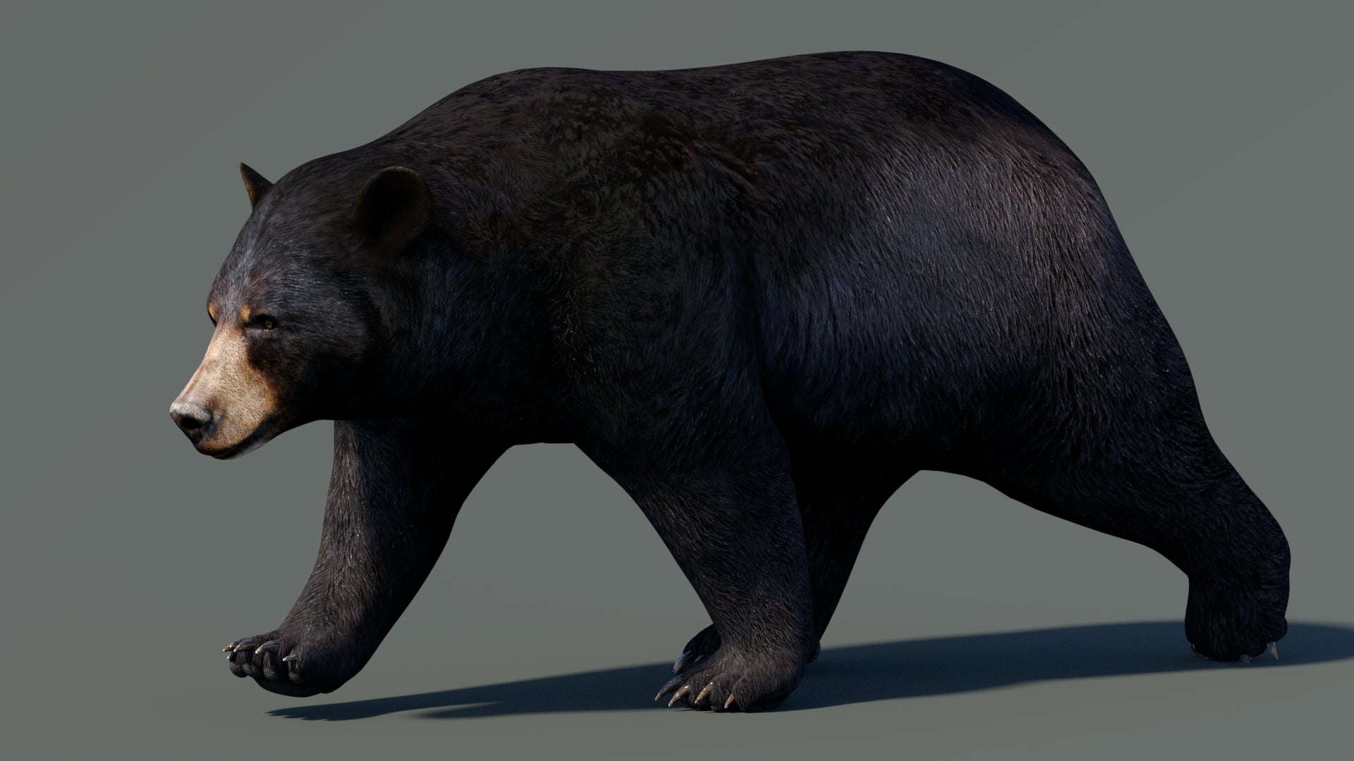 Animated Black Bear 3D Model for Download