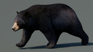 Animated Black Bear 3D Model for Download Thumbnail
