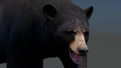 Animated Black Bear 3D Model
